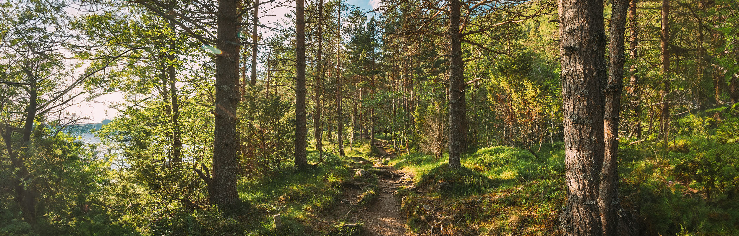 Norsk skog